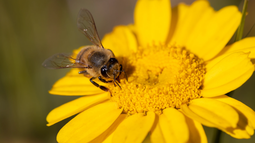 How Is the Hippie Bee Vaporizer Conserving the Bees?