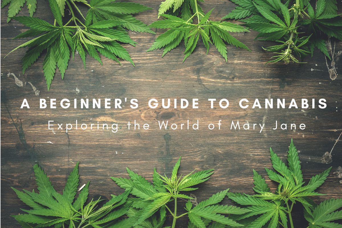 A Beginner's Guide to Cannabis: Exploring the World of Mary Jane