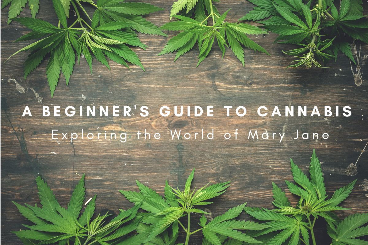 A Beginner's Guide To Cannabis: Exploring The World Of Mary Jane ...