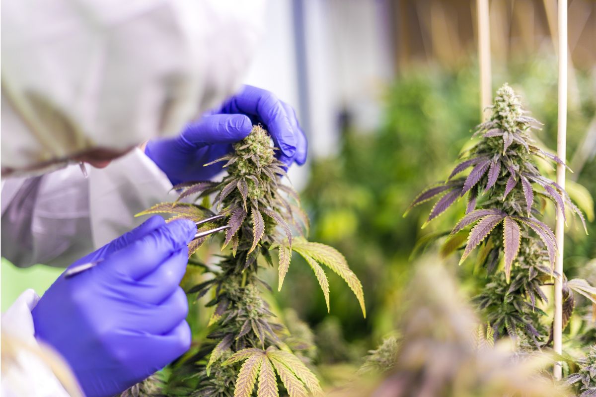 Cannabis and Cancer: Exploring the Therapeutic Potential