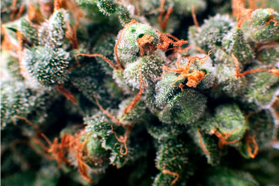 Exploring the Health Considerations of Vaping Cannabis Flower