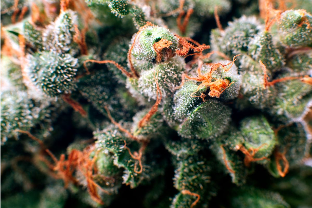 Exploring the Health Considerations of Vaping Cannabis Flower