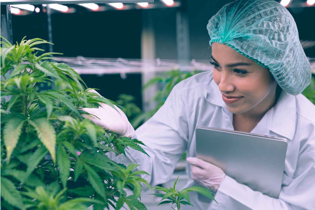 A Journey into Cannabis Medicine