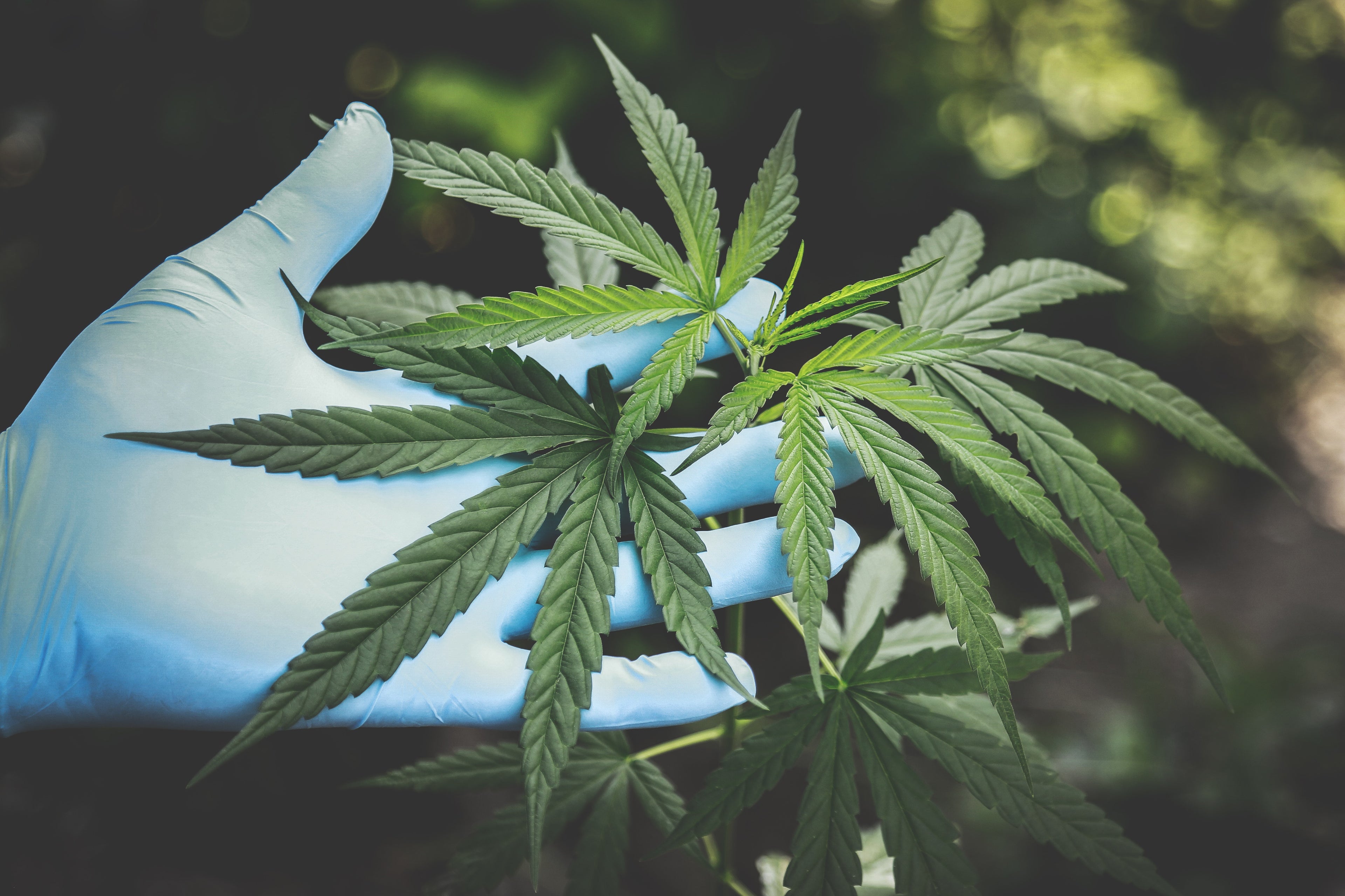 Cannabis Strains