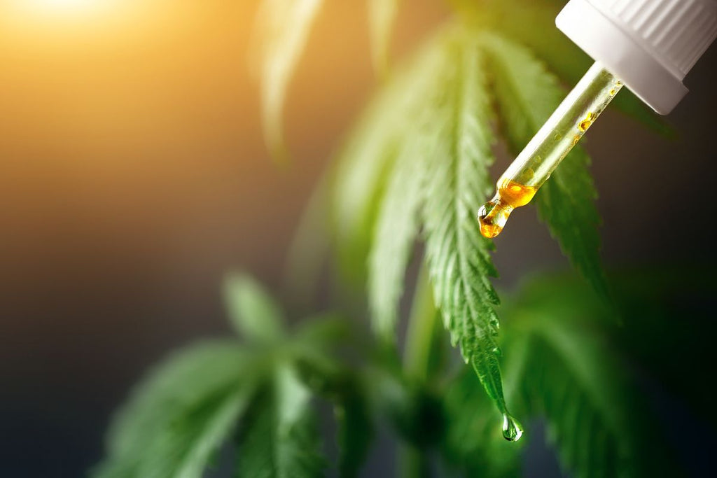 FAQ: What Is the Difference Between Hemp Oil and CBD Oil?