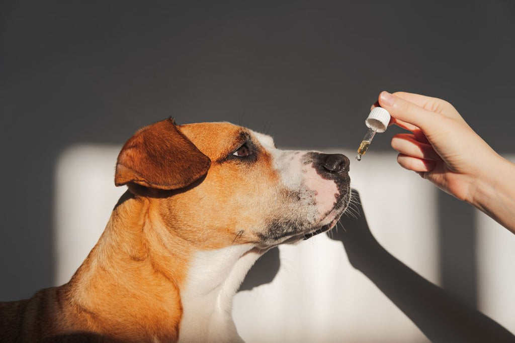 Pets and CBD