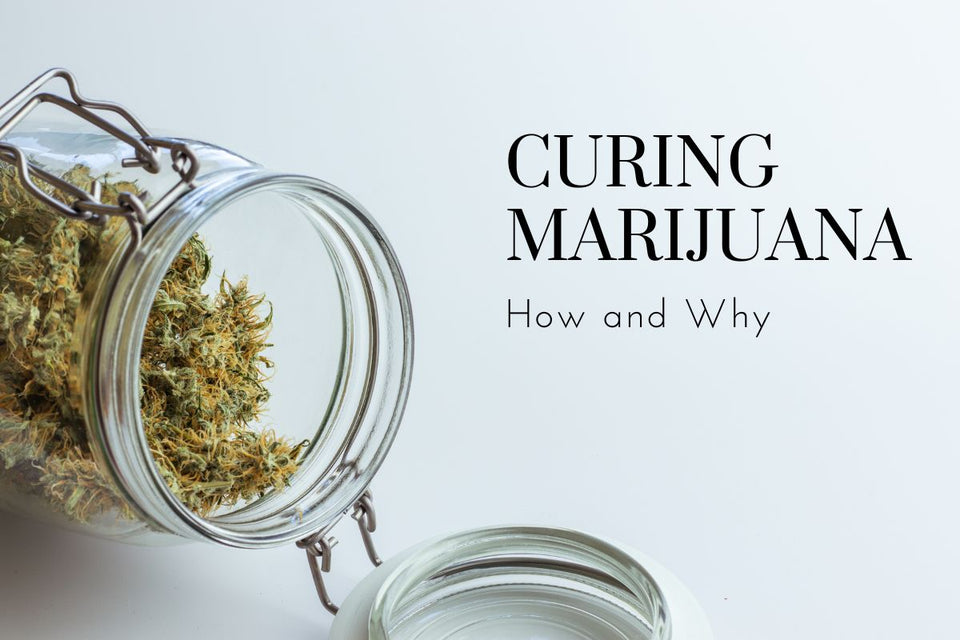 Curing Marijuana - How and Why