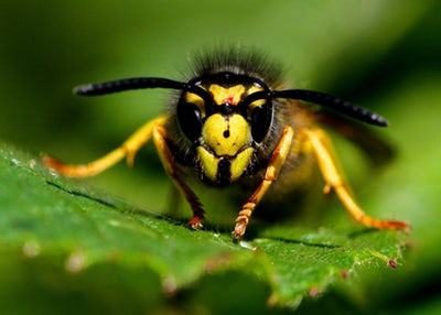Why You Owe Your Life to Bees